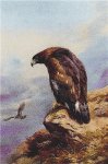 (image for) A Golden Eagle